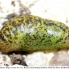 neolycaena rhymnus pupa1